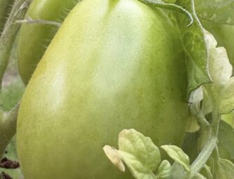 Harry & Marissa’s Green Tomato Chutney: The Recipe + 23 Ways to Enjoy It